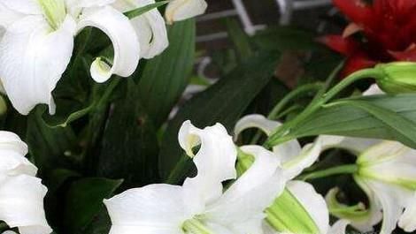 食用百合的种植技术