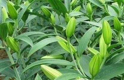 食用百合的种植技术
