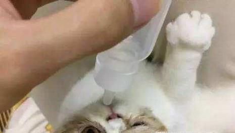 幼猫拉稀怎么治疗？