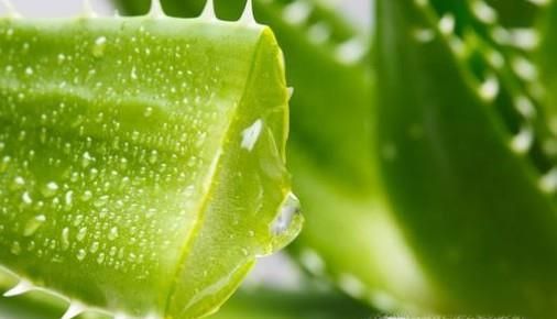 被花蚊子咬了怎么办