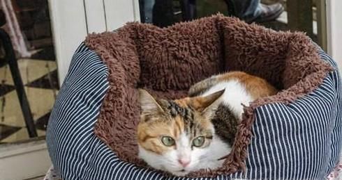 幼猫拉稀怎么治疗？