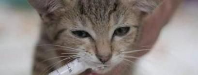 幼猫拉稀怎么治疗？