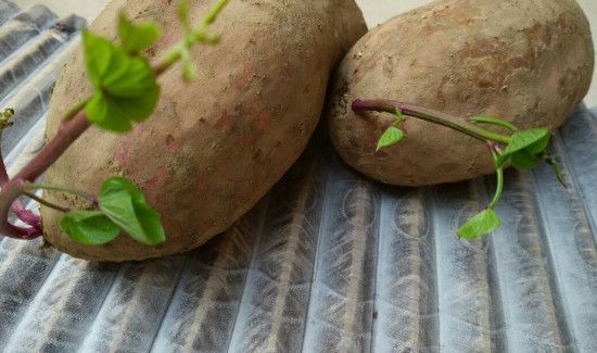 长芽红薯去芽还能吃吗