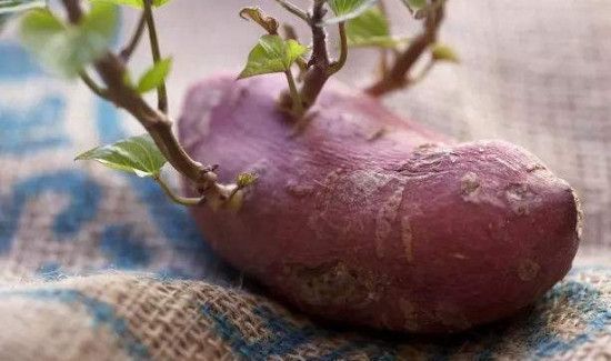 长芽红薯去芽还能吃吗
