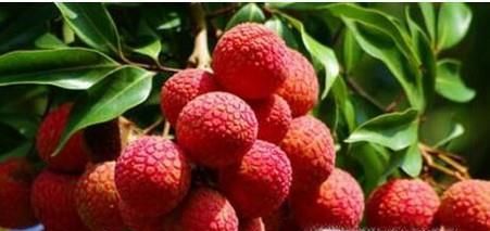 荔枝保鲜的方法