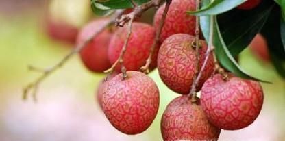 荔枝保鲜的方法