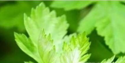 荔枝保鲜的方法