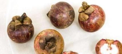 山竹种子怎么种植