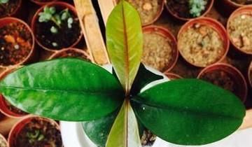 山竹种子怎么种植