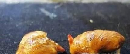 山竹种子怎么种植