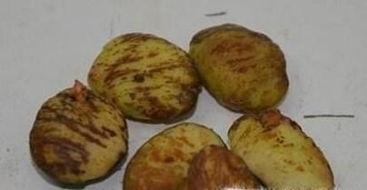 山竹种子怎么种植