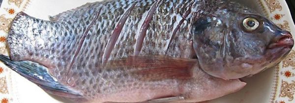 鲫鱼和冬瓜相克吗