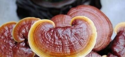 如何保存灵芝？