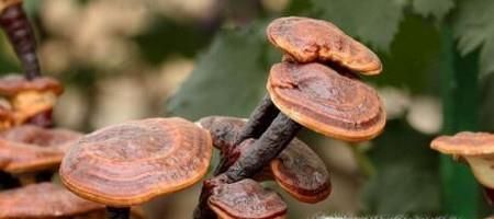 如何保存灵芝？