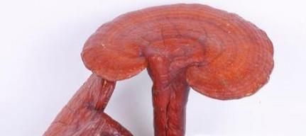 如何保存灵芝？