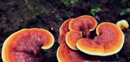 如何保存灵芝？