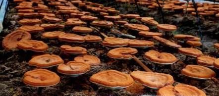 如何保存灵芝？