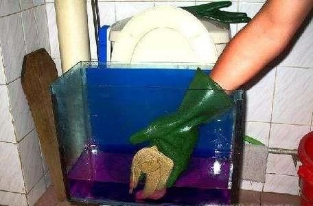 孔雀鱼烂尾怎么办