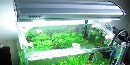 孔雀鱼烂尾怎么办