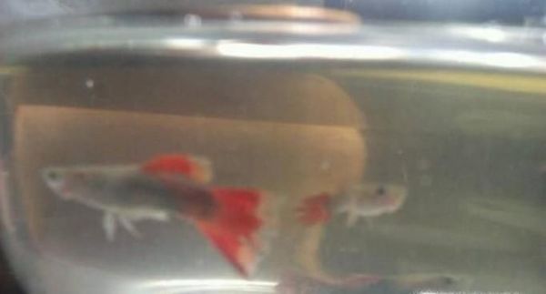 孔雀鱼烂尾怎么办