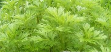 端午节，你带回家的真的是艾草吗？