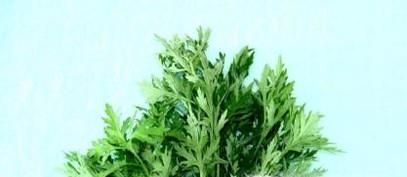 端午节，你带回家的真的是艾草吗？