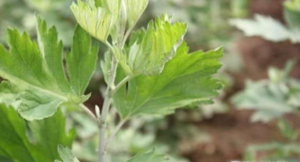 端午节，你带回家的真的是艾草吗？