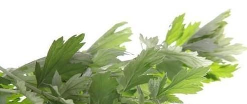 端午节，你带回家的真的是艾草吗？