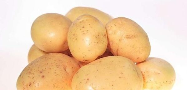 转基因让人不育！教你如何识别转基因!