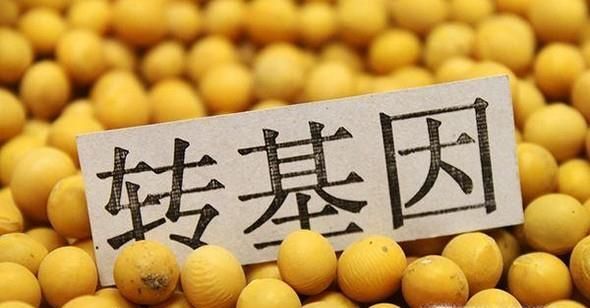 转基因让人不育！教你如何识别转基因!