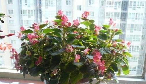 蚊香灰有什么用处？