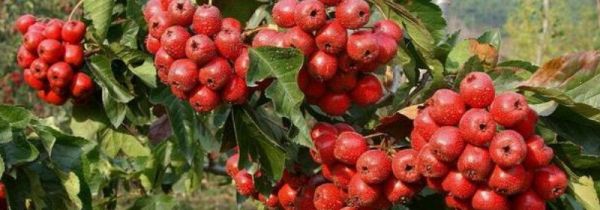山里红和山楂的区别