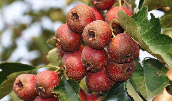山里红和山楂的区别