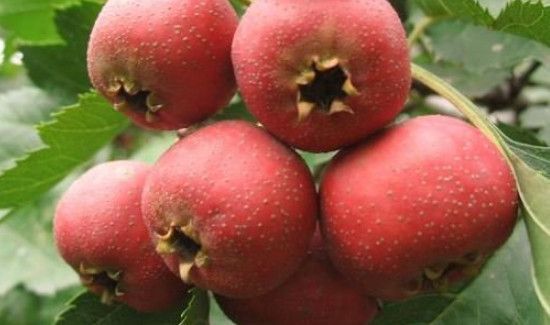 山里红和山楂的区别