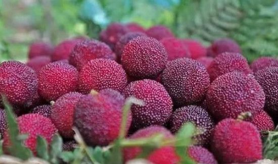 杨梅为什么不能多吃