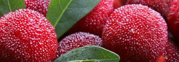 杨梅为什么不能多吃