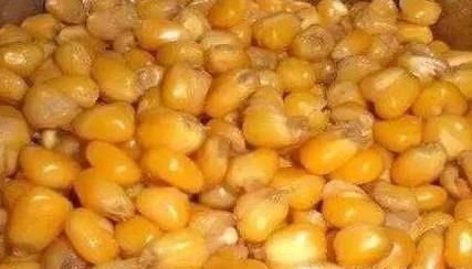 玉米怎么发酵钓鱼