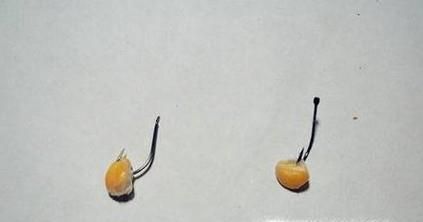 玉米怎么发酵钓鱼