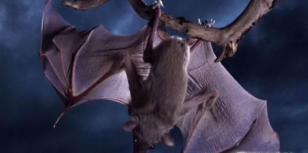 怎么判断是不是被蝙蝠咬了