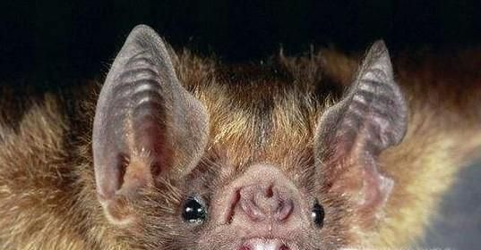 怎么判断是不是被蝙蝠咬了