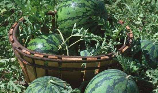 西瓜没熟能吃吗