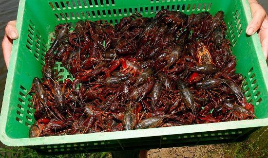 小龙虾死了多久不能吃