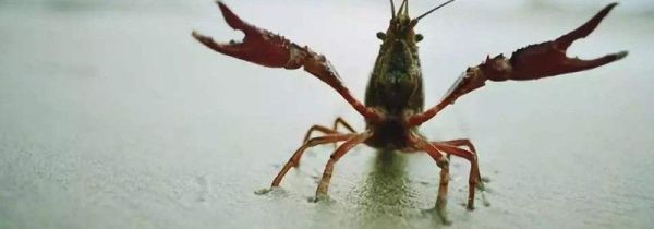 小龙虾死了多久不能吃