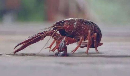 小龙虾死了多久不能吃