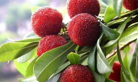 杨梅放冰箱可以放多久