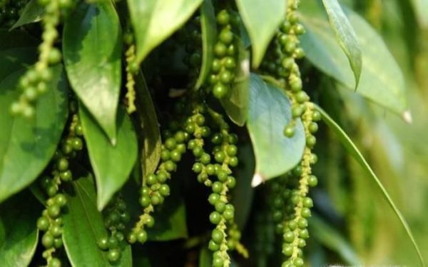 花椒和胡椒的区别