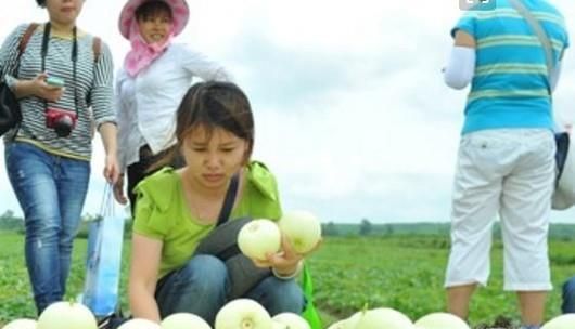 怎样辨别增甜剂香瓜？如何挑选健康好香瓜？