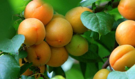 杏子和苹果能一起吃吗