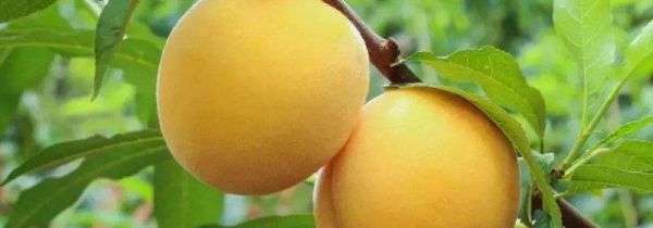 杏和黄桃有什么区别