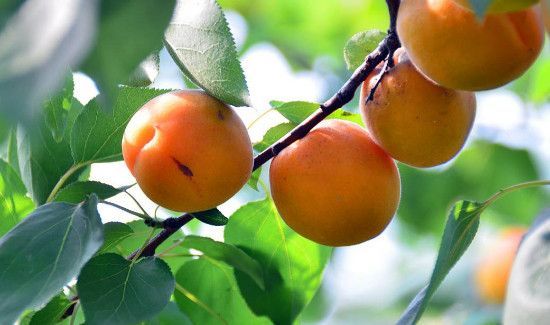 杏和黄桃有什么区别